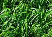 Properties of Grasses