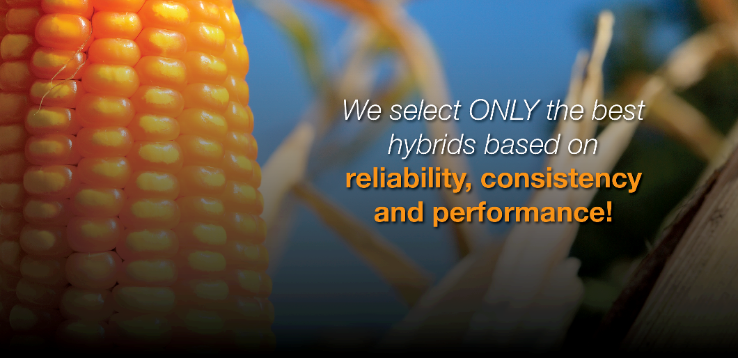 Hybrid Corn Products